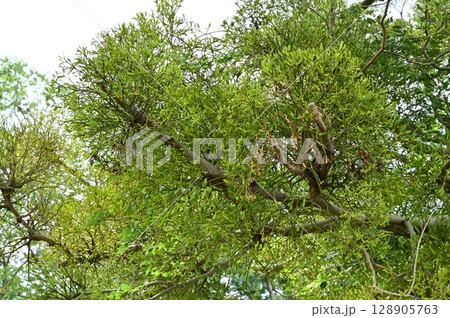 太田宿中山道会館（中山道太田宿）榎とヤドリギ 128905763