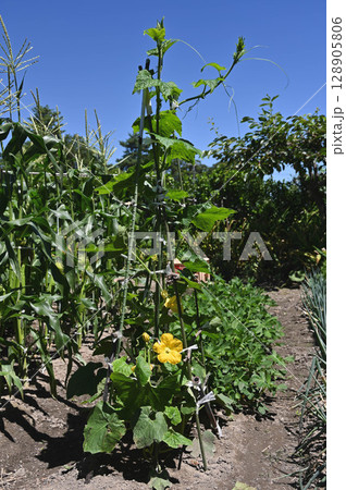 庭の野菜畑 マスクメロンの黄色い花 庭の野菜畑 マスクメロンの黄色い花 128905806