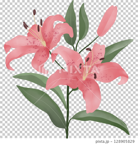 A digital watercolor illustration of blooming pink lilies with green leaves and a flower bud. A digital watercolor illustration of blooming pink lilies with green leaves and a flower bud. 128905829