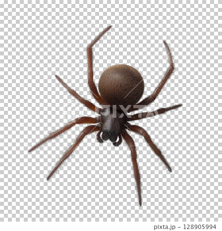 Close up image of brown spider with detailed textures on its body and legs, isolated on transparency background. spider features are clearly visible, showcasing its natural appearance Close up image of brown spider with detailed textures on its body and legs, isolated on transparency background. spider features are clearly visible, showcasing its natural appearance 128905994