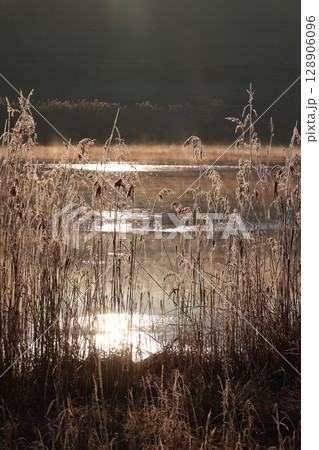 Field of tall grass with a body of water in the background Field of tall grass with a body of water in the background 128906096