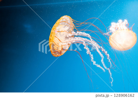 underwater photography jellyfish Chrysaora fuscescens, Pacific sea nettle, West Coast sea nettle underwater photography jellyfish Chrysaora fuscescens, Pacific sea nettle, West Coast sea nettle 128906162