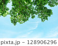 青空に映える新緑 128906296