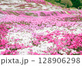 芝桜のある風景 128906298