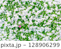 華やかな芝桜の花の背景素材 128906299