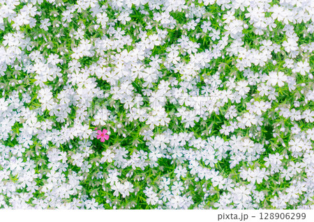 華やかな芝桜の花の背景素材 128906299