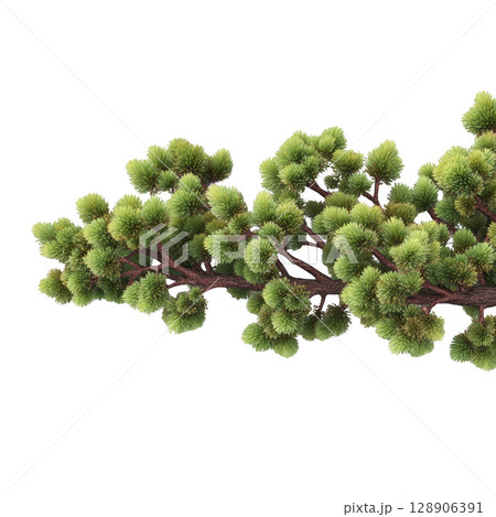 Lush, green pine tree branch with dense, needle like foliage and textured brown bark, evoking sense of natural beauty and tranquility 128906391