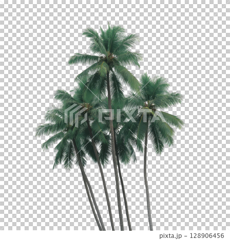 Cluster of tall, lush green palm trees with long, slender trunks and vibrant fronds, set against clear background, evokes tropical and serene atmosphere 128906456