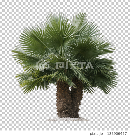 Lush, green palm tree with fan shaped leaves and textured trunk stands against transparency background, evoking tropical and serene atmosphere 128906457