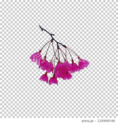 Cluster of vibrant pink cherry blossoms hangs delicately from branch, showcasing their vivid color and intricate petals against plain background. blossoms evoke sense of springtime beauty 128906546