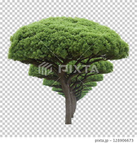 Lush, green tree with unique, layered canopy stands tall, showcasing its vibrant foliage and sturdy trunk. tree distinctive shape and rich greenery create striking natural display 128906673