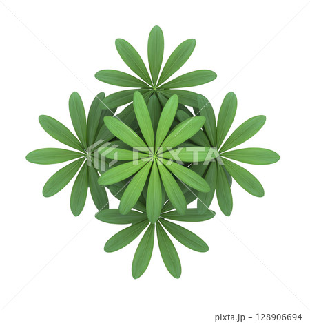 Top view of symmetrical arrangement of green leaves, forming star like pattern. vibrant foliage creates sense of natural beauty and harmony 128906694
