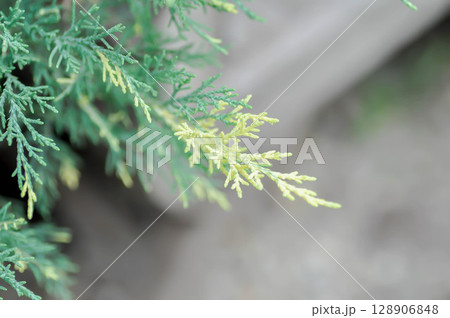 Juniperus x pfitzeriana ,Blue and Gold,J media Blue and Gold or Juniperus Chinensis or Chinese Juniper or bicolor pine tree plant or CUPRESSACEAE Juniperus x pfitzeriana ,Blue and Gold,J media Blue and Gold or Juniperus Chinensis or Chinese Juniper or bicolor pine tree plant or CUPRESSACEAE 128906848