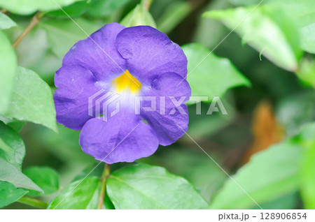 ACANTHACEAE, Bush clock vine or Thunbergia erecta Benth T Anderson or purole flower ACANTHACEAE, Bush clock vine or Thunbergia erecta Benth T Anderson or purole flower 128906854
