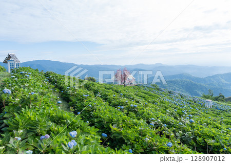Natural Landscape view of purple Hydrangea flower (Hydrangea macrophylla) in garden. 128907012