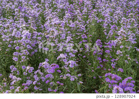 Purple margaret flower blooming with sunlight in the garden. 128907024