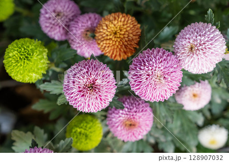 Colourful pompon Dahlias field in morning at park. Beautiful pompon flower. 128907032