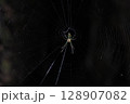 蜘蛛が巣を張っている 128907082