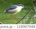 青い鳥のゴイサギ 128907088