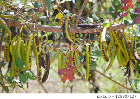 Close-up of a branch with long, green seed pods 128907127