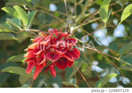 Erythrina tree red flowers close up Erythrina tree red flowers close up 128907129
