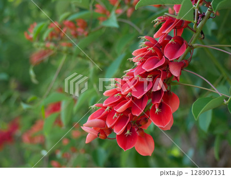 Erythrina tree red flowers close up Erythrina tree red flowers close up 128907131