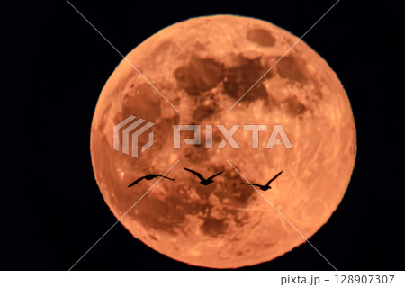 月に舞う影 ― 静寂と躍動のコントラスト 月に舞う影 ― 静寂と躍動のコントラスト 128907307