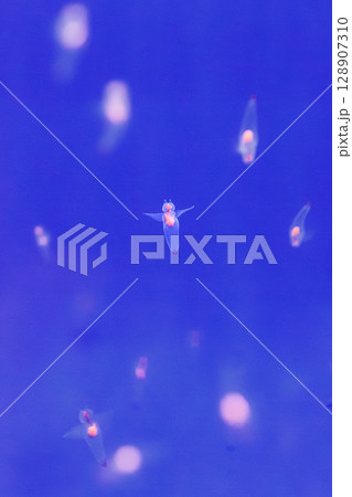 氷の海の妖精 ― クリオネの舞 128907310