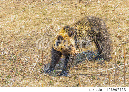 厳しい自然を歩む ― 熊の姿 128907338