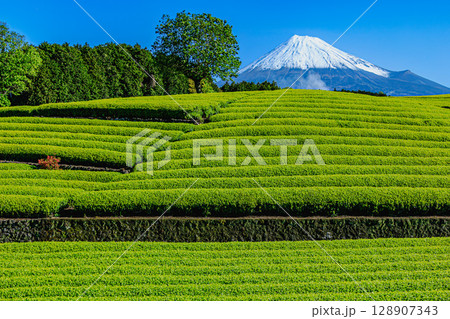 富士山を望む新茶の季節 128907343
