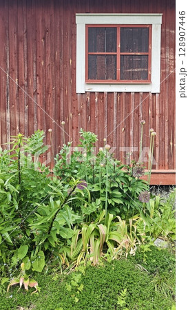Traditional red wooden wall with a white-framed window and lush green garden plants in front 128907446