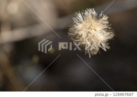 早春の雑木林に残る昨秋のコウヤボウキの花 早春の雑木林に残る昨秋のコウヤボウキの花 128907687