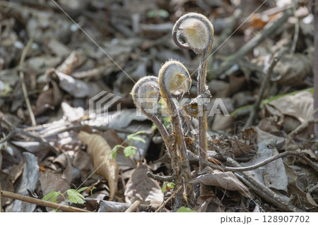早春の雑木林の林床に顔を出したゼンマイという山菜 128907702