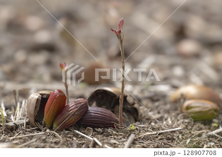 早春の雑木林に芽生えたコナラの実生 128907708