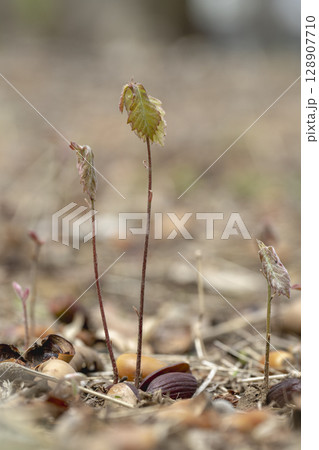 早春の雑木林に芽生えたコナラの実生 128907710