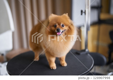 Pomeranian dog poses on a stage in a studio setting during a grooming session Pomeranian dog poses on a stage in a studio setting during a grooming session 128907998