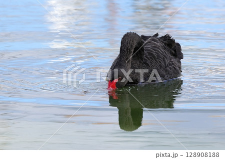 採食中のコクチョウ 黒鳥 採食中のコクチョウ 黒鳥 128908188