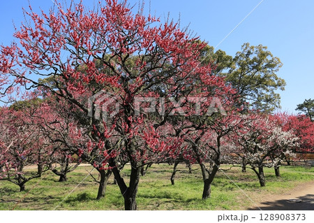 早春の栗林公園（3月上旬・梅） 128908373
