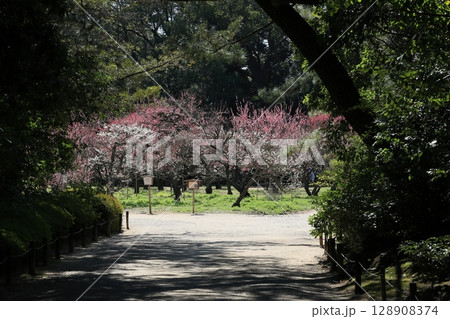 早春の栗林公園（3月上旬・梅） 128908374