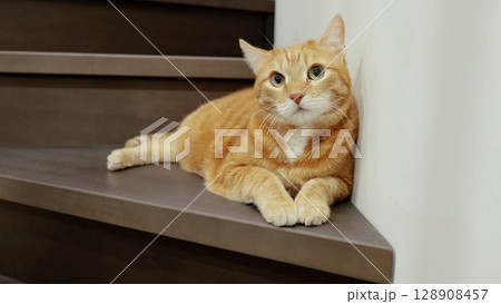 Ginger tabby cat napping on wooden staircase, basking in soft light, embodying domestic serenity with relaxed pose and comfortable posture Ginger tabby cat napping on wooden staircase, basking in soft light, embodying domestic serenity with relaxed pose and comfortable posture 128908457
