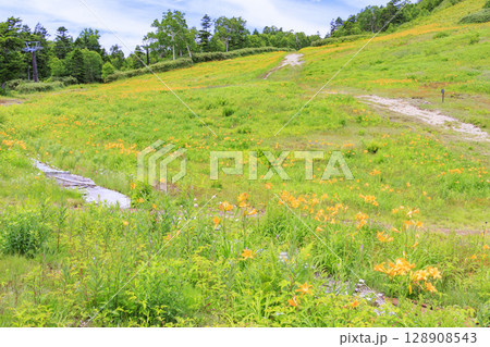 ニッコウキスゲ満開の東館山高山植物園 128908543