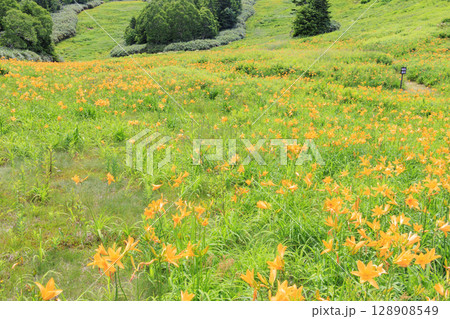 ニッコウキスゲ満開の東館山高山植物園 128908549