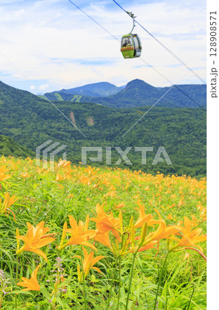 ニッコウキスゲ満開の東館山高山植物園 128908571
