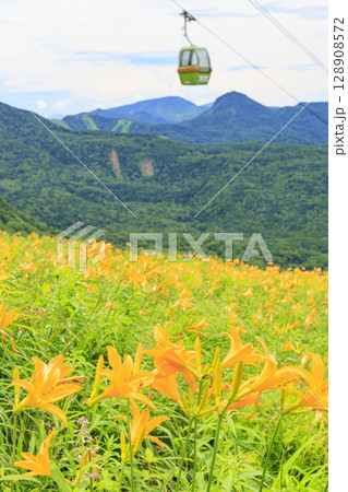 ニッコウキスゲ満開の東館山高山植物園 128908572