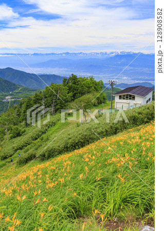 ニッコウキスゲ満開の東館山高山植物園 ニッコウキスゲ満開の東館山高山植物園 128908582