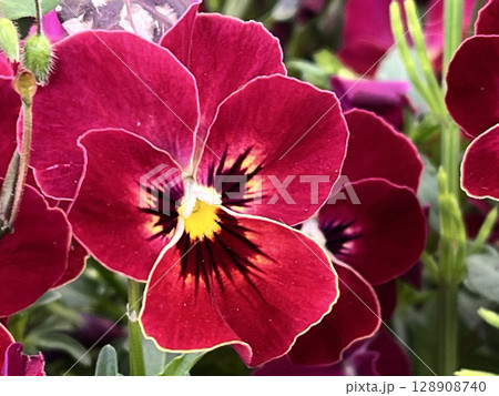 赤いパンジーのクローズアップ 128908740