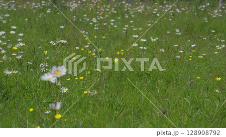 A Vibrant Wildflower Meadow that is in Full Bloom and Covered in Beautiful Colors 128908792
