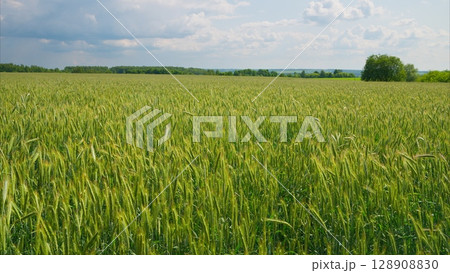 An Expansive Green Wheat Field Spreading Out Beneath a Beautiful Cloudy Sky Above An Expansive Green Wheat Field Spreading Out Beneath a Beautiful Cloudy Sky Above 128908830
