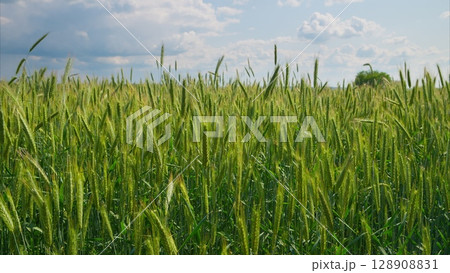 A Vibrant Green Wheat Field Lies Under a Bright Blue Sky on a Beautiful Summer Day A Vibrant Green Wheat Field Lies Under a Bright Blue Sky on a Beautiful Summer Day 128908831