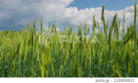 A Beautiful and Lush Green Wheat Field Set Beneath a Clear Blue Sky with Soft White Clouds Above A Beautiful and Lush Green Wheat Field Set Beneath a Clear Blue Sky with Soft White Clouds Above 128908832